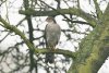 Sparrowhawk at Rochford (Steve Arlow) (86779 bytes)